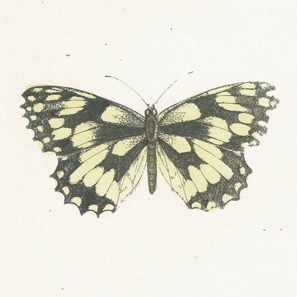 衼åѥΥ MARBLED WHITE ĳХե饤  ꥹ ƥ ǲ 1908ǯ 1029