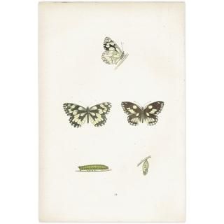 衼åѥΥ MARBLED WHITE ĳХե饤  ꥹ ƥ ǲ 1908ǯ 1029