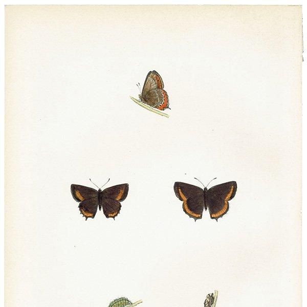 ߥ祦 BLACK HAIRSTREAK ĳХե饤  ꥹ ƥ ǲ 1908ǯ 1031