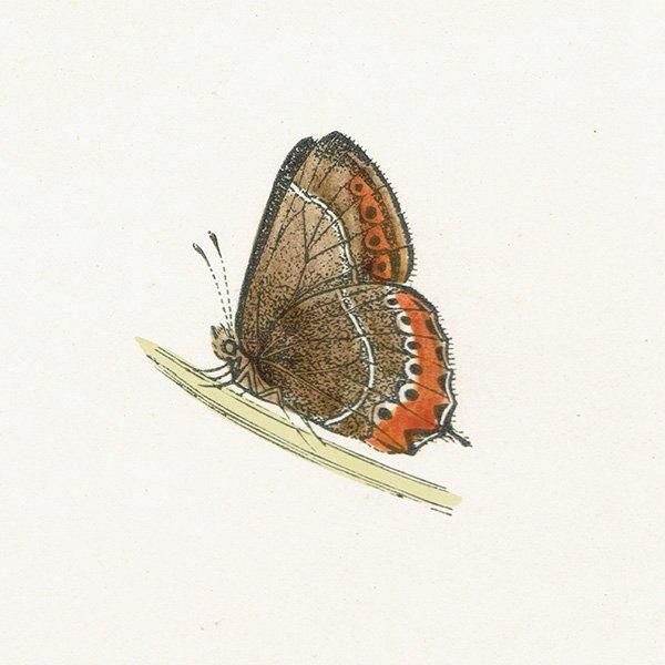 シジミチョウ科 BLACK HAIRSTREAK 蝶・バラフライ イギリス