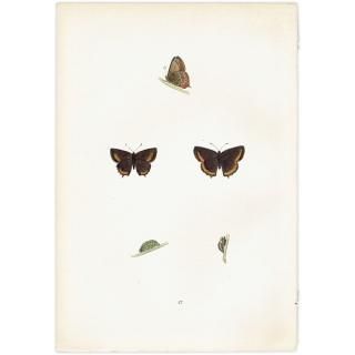 ߥ祦 BLACK HAIRSTREAK ĳХե饤  ꥹ ƥ ǲ 1908ǯ 1031
