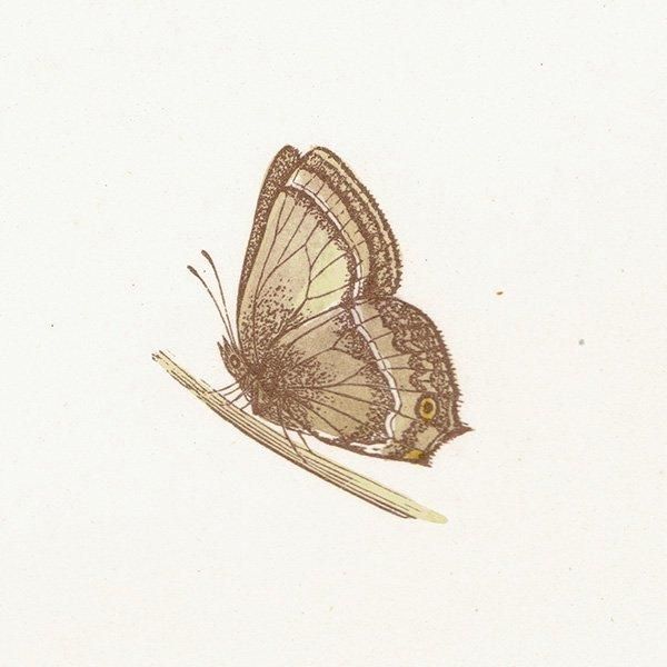 ߥ祦 PURPLE HAIRSTREAK ĳХե饤  ꥹ ƥ ǲ 1908ǯ 1032