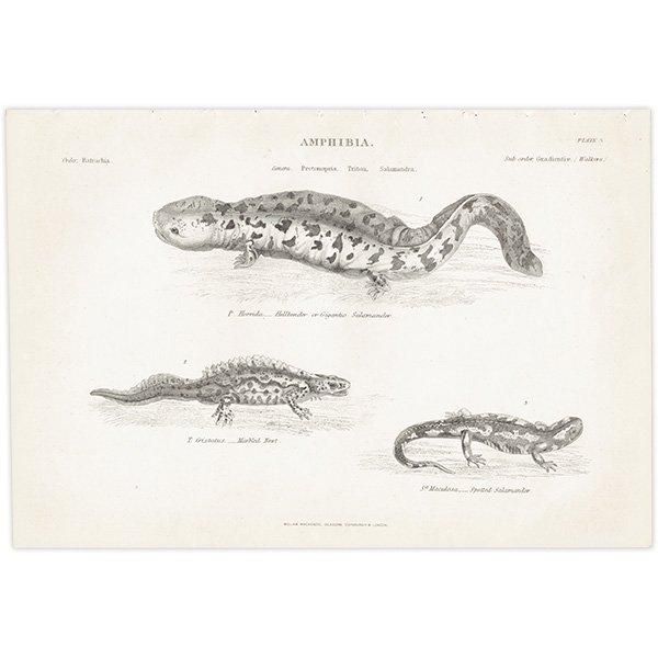 AMPHIBIA ξ إ٥ޥ饤ꡢܥ󥷥祦 ξ ꥹ ƥץ ʪ 1862ǯ  0133
