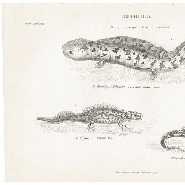 AMPHIBIA ξ إ٥ޥ饤ꡢܥ󥷥祦 ξ ꥹ ƥץ ʪ 1862ǯ  0133