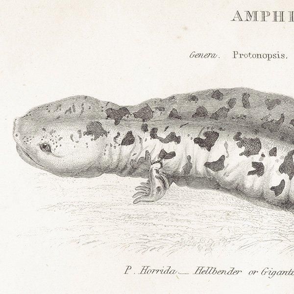 AMPHIBIA ξ إ٥ޥ饤ꡢܥ󥷥祦 ξ ꥹ ƥץ ʪ 1862ǯ  0133