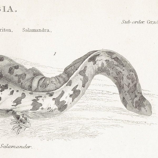 AMPHIBIA ξ إ٥ޥ饤ꡢܥ󥷥祦 ξ ꥹ ƥץ ʪ 1862ǯ  0133