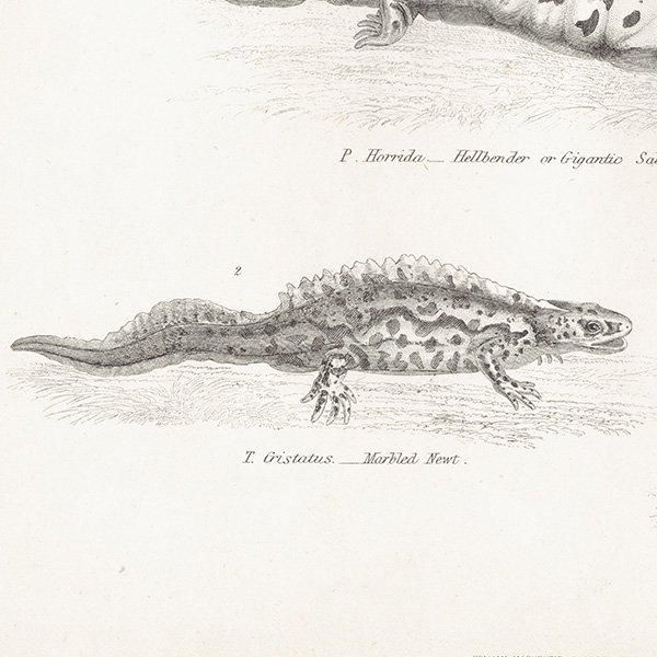 AMPHIBIA ξ إ٥ޥ饤ꡢܥ󥷥祦 ξ ꥹ ƥץ ʪ 1862ǯ  0133