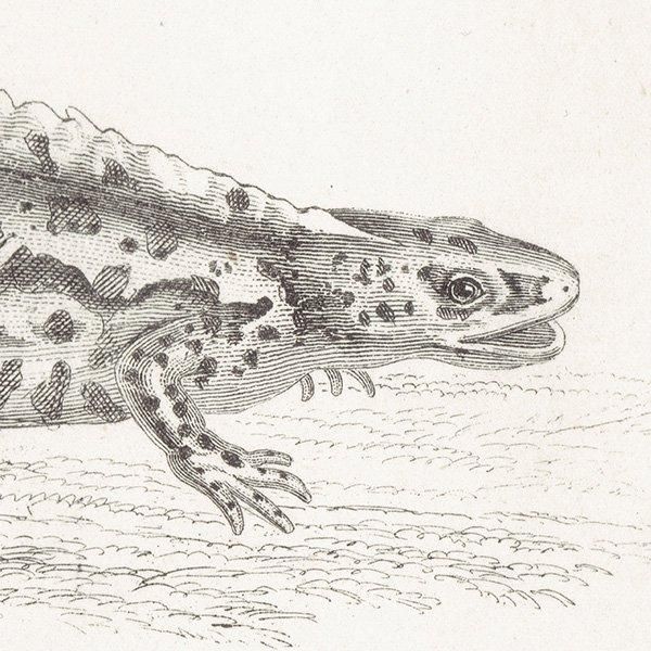 AMPHIBIA ξ إ٥ޥ饤ꡢܥ󥷥祦 ξ ꥹ ƥץ ʪ 1862ǯ  0133