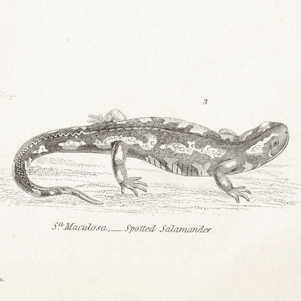AMPHIBIA ξ إ٥ޥ饤ꡢܥ󥷥祦 ξ ꥹ ƥץ ʪ 1862ǯ  0133
