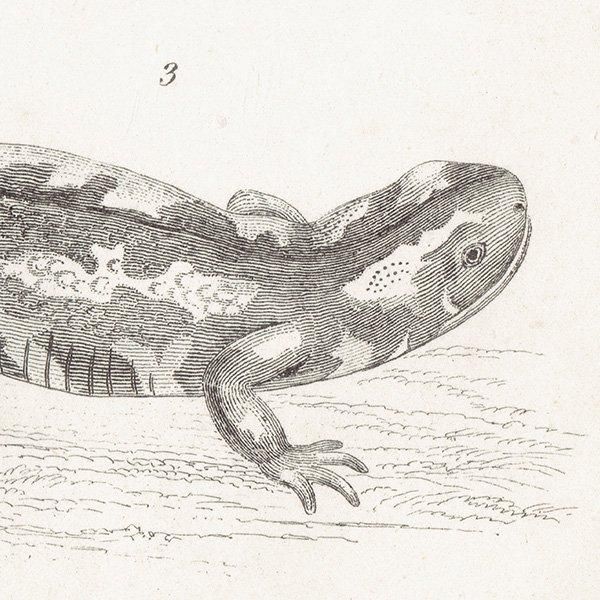 AMPHIBIA ξ إ٥ޥ饤ꡢܥ󥷥祦 ξ ꥹ ƥץ ʪ 1862ǯ  0133
