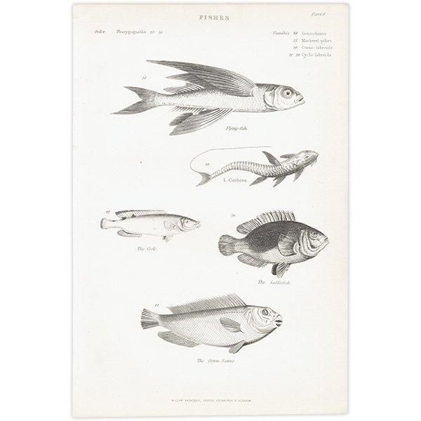 ʪ FISHES  ȥӥ˥ʤɥꥹ ƥץ ʪ 1862ǯ0303