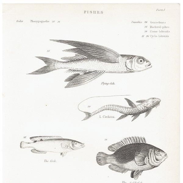 ʪ FISHES  ȥӥ˥ʤɥꥹ ƥץ ʪ 1862ǯ0303