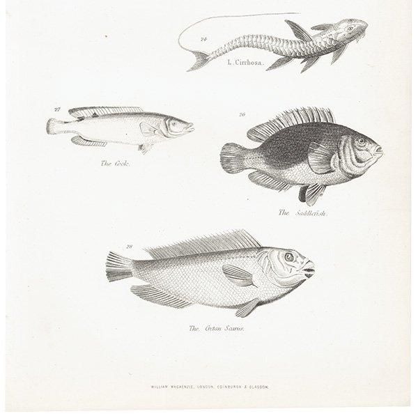 ʪ FISHES  ȥӥ˥ʤɥꥹ ƥץ ʪ 1862ǯ0303
