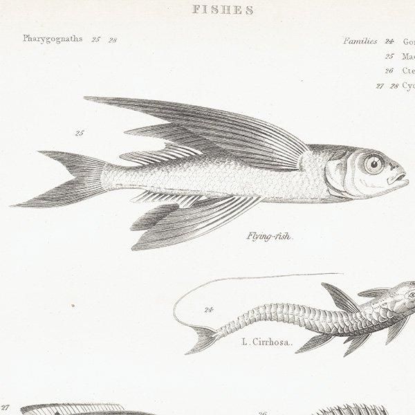 海洋生物 FISHES 魚 トビウオ、オニカサゴなどイギリス アンティークプリント 博物画 1862年|0303 海洋生物 FISHES 魚 トビウオ、オニカサゴなどイギリス アンティークプリント 博物画 1862年|0303