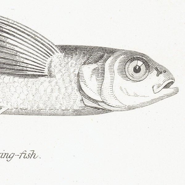 ʪ FISHES  ȥӥ˥ʤɥꥹ ƥץ ʪ 1862ǯ0303