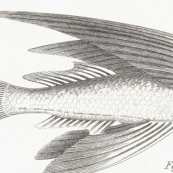 ʪ FISHES  ȥӥ˥ʤɥꥹ ƥץ ʪ 1862ǯ0303