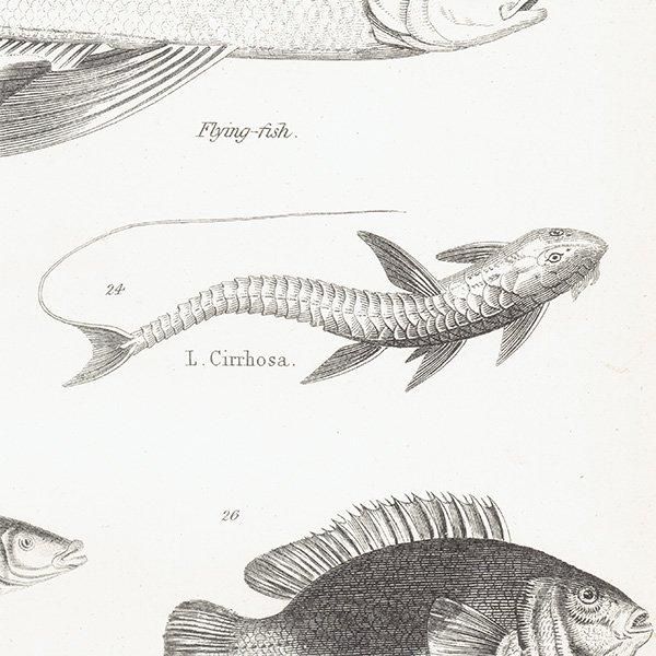 ʪ FISHES  ȥӥ˥ʤɥꥹ ƥץ ʪ 1862ǯ0303