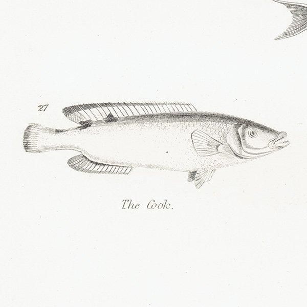 ʪ FISHES  ȥӥ˥ʤɥꥹ ƥץ ʪ 1862ǯ0303