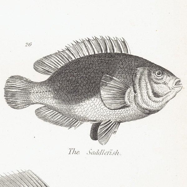 ʪ FISHES  ȥӥ˥ʤɥꥹ ƥץ ʪ 1862ǯ0303