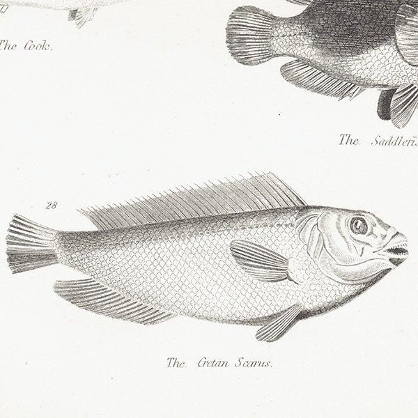 ʪ FISHES  ȥӥ˥ʤɥꥹ ƥץ ʪ 1862ǯ0303