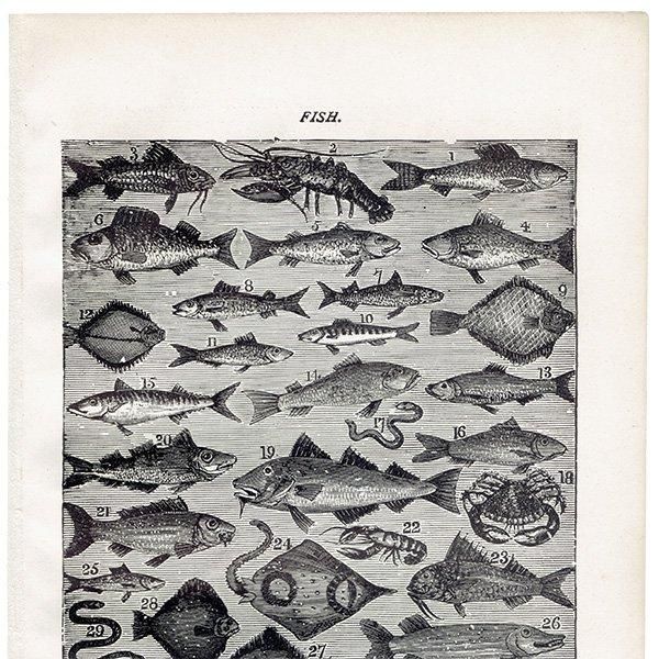 ߥӡȥβܤ ʵFISH 1895ǯ ꥹƥץ 0202