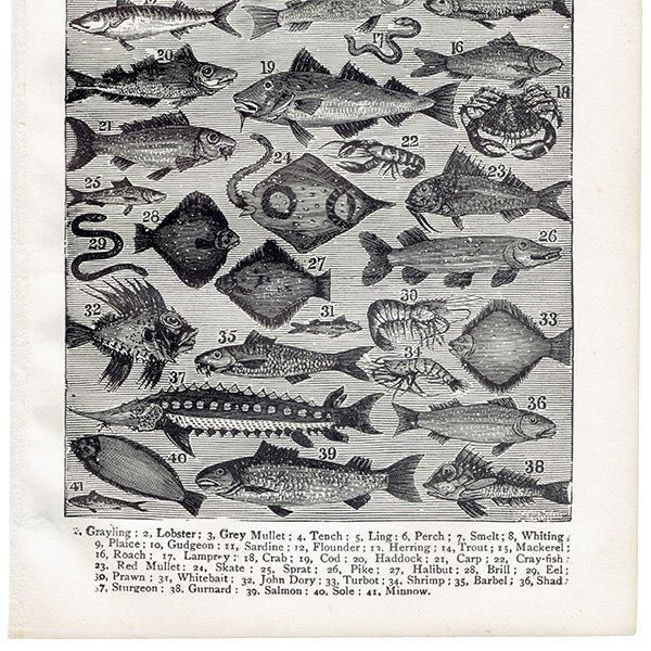 ߥӡȥβܤ ʵFISH 1895ǯ ꥹƥץ 0202