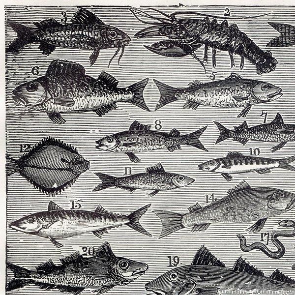 ߥӡȥβܤ ʵFISH 1895ǯ ꥹƥץ 0202