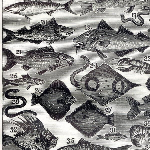 ߥӡȥβܤ ʵFISH 1895ǯ ꥹƥץ 0202