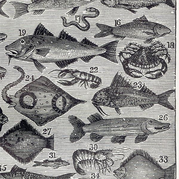 ߥӡȥβܤ ʵFISH 1895ǯ ꥹƥץ 0202