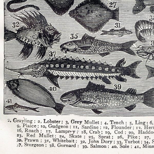 ߥӡȥβܤ ʵFISH 1895ǯ ꥹƥץ 0202