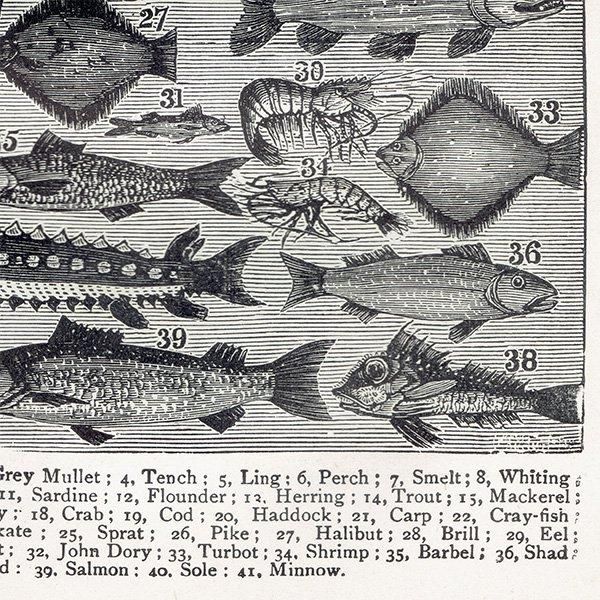 ߥӡȥβܤ ʵFISH 1895ǯ ꥹƥץ 0202