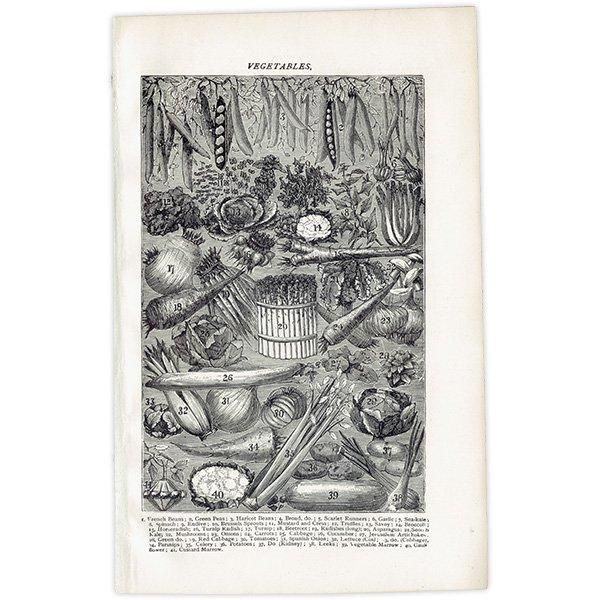 ߥӡȥβܤ /ʪVEGETABLES/FRUIT 1895ǯ ꥹƥץ 0203