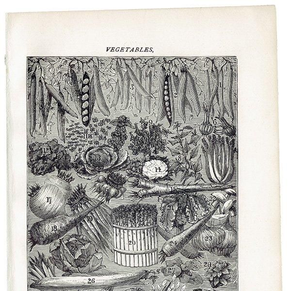 ߥӡȥβܤ /ʪVEGETABLES/FRUIT 1895ǯ ꥹƥץ 0203