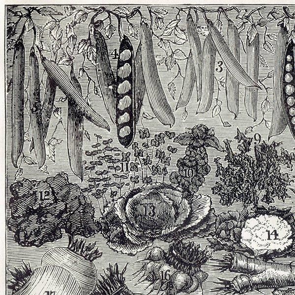 ߥӡȥβܤ /ʪVEGETABLES/FRUIT 1895ǯ ꥹƥץ 0203