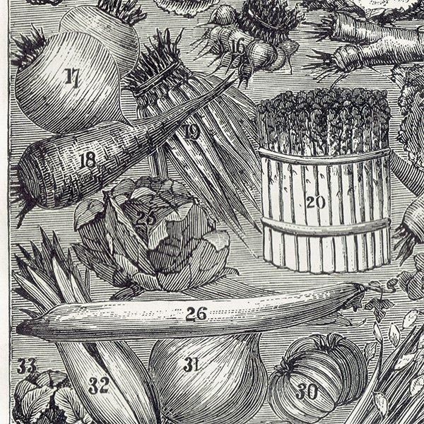 ߥӡȥβܤ /ʪVEGETABLES/FRUIT 1895ǯ ꥹƥץ 0203