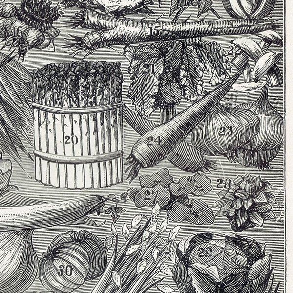 ߥӡȥβܤ /ʪVEGETABLES/FRUIT 1895ǯ ꥹƥץ 0203