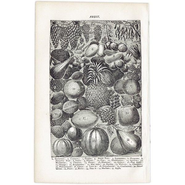 ߥӡȥβܤ /ʪVEGETABLES/FRUIT 1895ǯ ꥹƥץ 0203