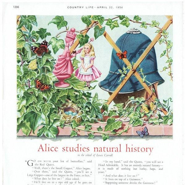 Guinnessʥͥӡ˥ꥹ Alice studies natural history Υơ ꥹ / 1954ǯ 0432