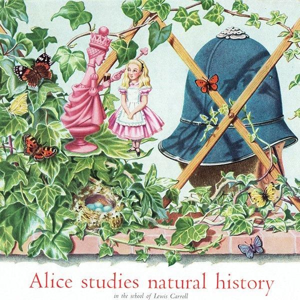 Guinnessʥͥӡ˥ꥹ Alice studies natural history Υơ ꥹ / 1954ǯ 0432
