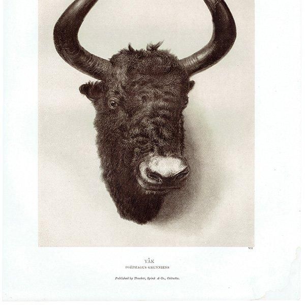 䥯 YAK ϥƥ󥰥ȥե ꥹ ƥץ 1885ǯ 1008