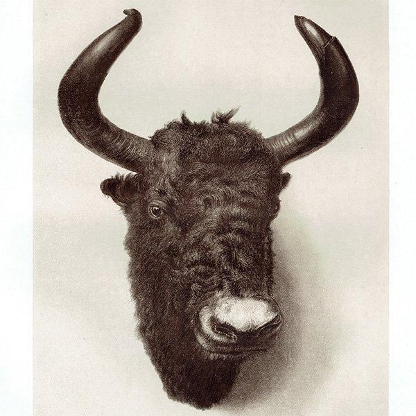 䥯 YAK ϥƥ󥰥ȥե ꥹ ƥץ 1885ǯ 1008
