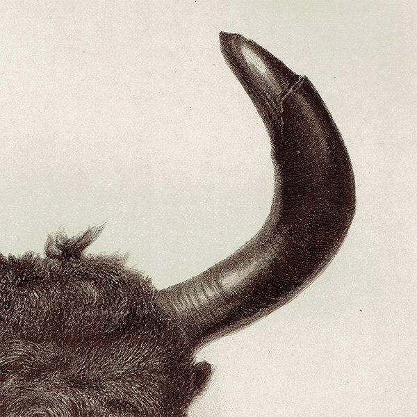 䥯 YAK ϥƥ󥰥ȥե ꥹ ƥץ 1885ǯ 1008