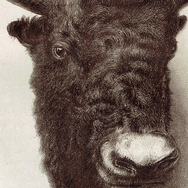 䥯 YAK ϥƥ󥰥ȥե ꥹ ƥץ 1885ǯ 1008