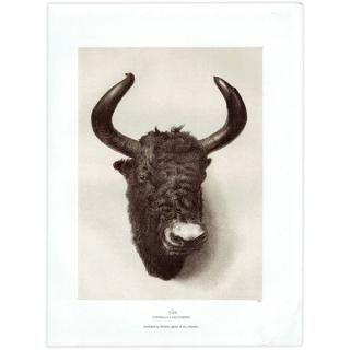 䥯 YAK ϥƥ󥰥ȥե ꥹ ƥץ 1885ǯ 1008