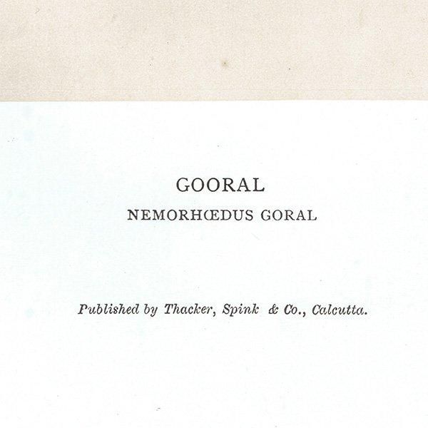  GOORAL ϥƥ󥰥ȥե ꥹ ƥץ 1885ǯ 1018