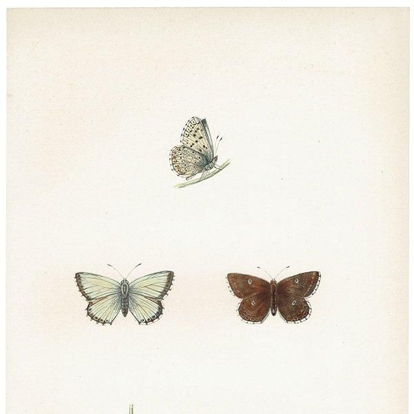 硼ҥ֥롼 CHALK HILL BLUE ĳХե饤  ꥹ ƥ ǲ 1908ǯ 1033