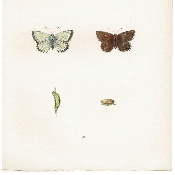 硼ҥ֥롼 CHALK HILL BLUE ĳХե饤  ꥹ ƥ ǲ 1908ǯ 1033