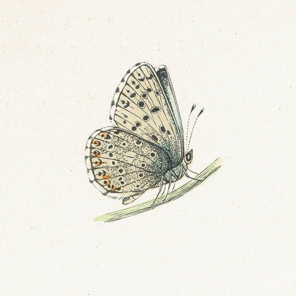 硼ҥ֥롼 CHALK HILL BLUE ĳХե饤  ꥹ ƥ ǲ 1908ǯ 1033