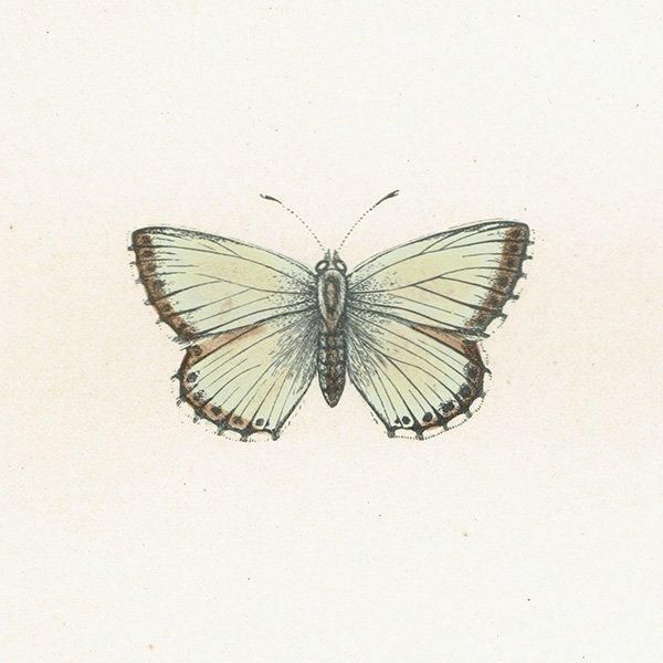 硼ҥ֥롼 CHALK HILL BLUE ĳХե饤  ꥹ ƥ ǲ 1908ǯ 1033