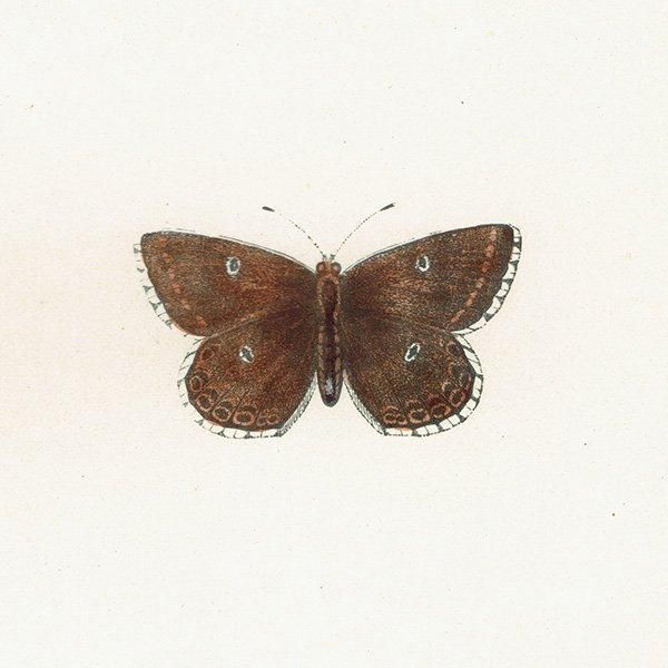 硼ҥ֥롼 CHALK HILL BLUE ĳХե饤  ꥹ ƥ ǲ 1908ǯ 1033